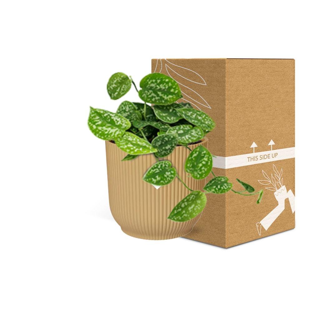 Pflegeleichte Kletterpflanze Scindapsus „Argyraeus“ - Ø 14 cm, Höhe ca. 40 cm