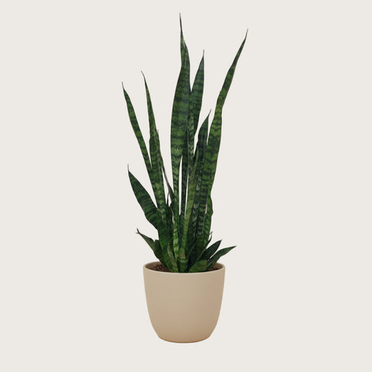 Sansevieria zeylanica - luftreinigende Bogenhanf-Pflanze für ein ausgeglichenes Raumklima (Ø 17 cm, Höhe 75 cm)