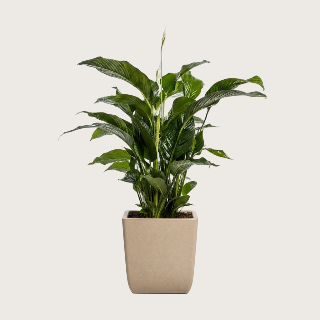 Luftreinigende Friedenslilie Spathiphyllum, Ø 24 cm, Höhe 100 cm