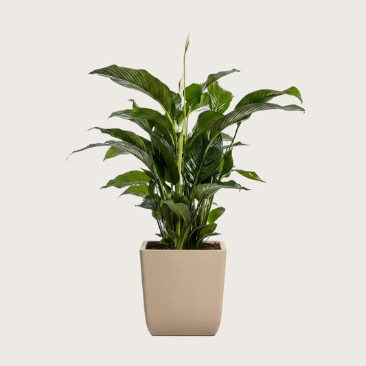 Luftreinigende Friedenslilie Spathiphyllum, Ø 24 cm, Höhe 100 cm