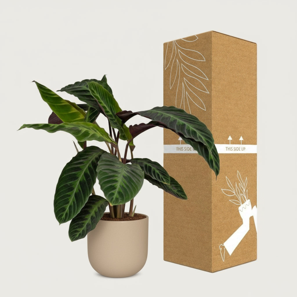 Lufterfrischende Calathea Pflanze für ein besseres Schlafumfeld Ø 19 cm, Höhe ca. 70 cm