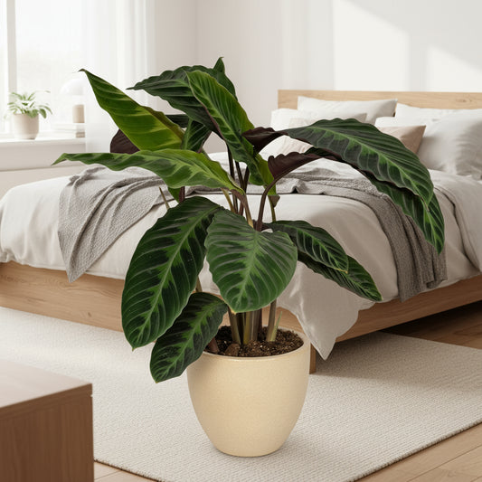 Lufterfrischende Calathea Pflanze für ein besseres Schlafumfeld Ø 19 cm, Höhe ca. 70 cm