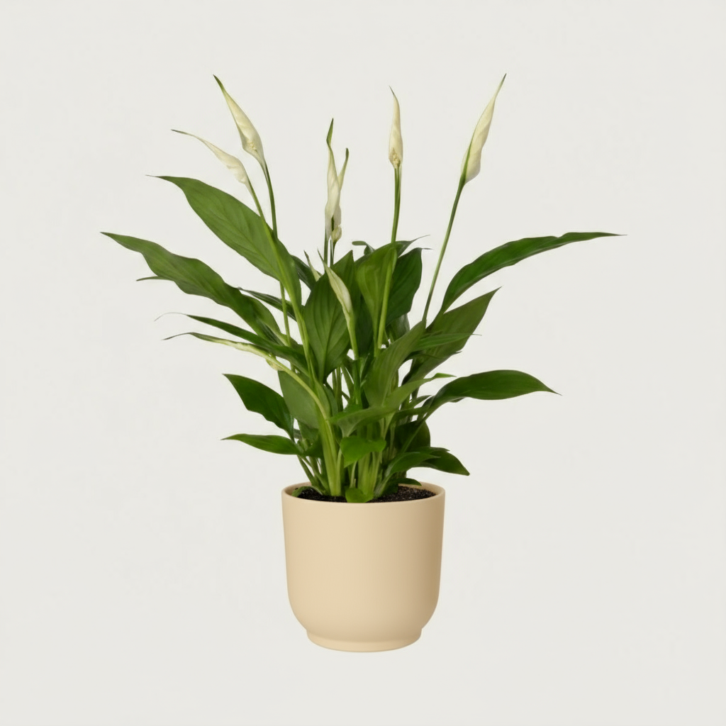 Luftreinigende Friedenslilie Spathiphyllum, Ø 12 cm, Höhe ca. 35 cm