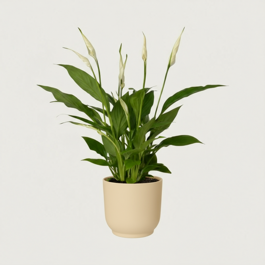 Luftreinigende Friedenslilie Spathiphyllum, Ø 12 cm, Höhe ca. 35 cm