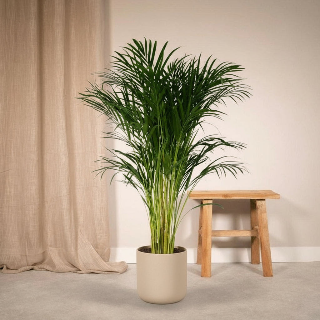 Dypsis Lutescens - luftreinigende Areca-Palme für ein entspanntes Schlafzimmer Ø 24 cm, Höhe 120 cm