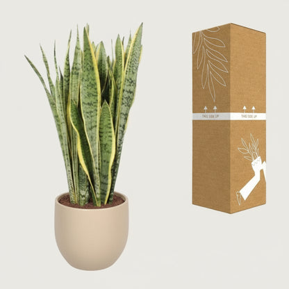 Luftreinigneder Bogenhanf (Sansevieria trifasciata Laurentii)  Ø 30 cm, Höhe 95 cm