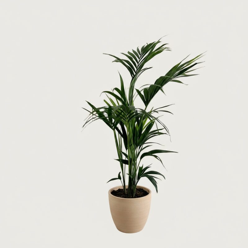 Luftreinigende Kentia Palme fürs Schlafzimmer, Ø 21 cm, Höhe ca. 110 cm