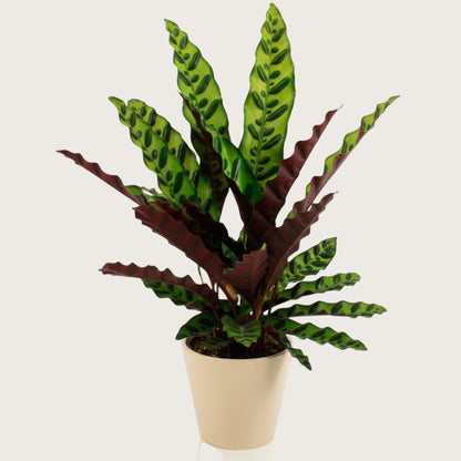 Lufterfrischende Calathea Pflanze für ein ruhiges Schlafambiente Ø 14 cm, Höhe ca. 45 cm
