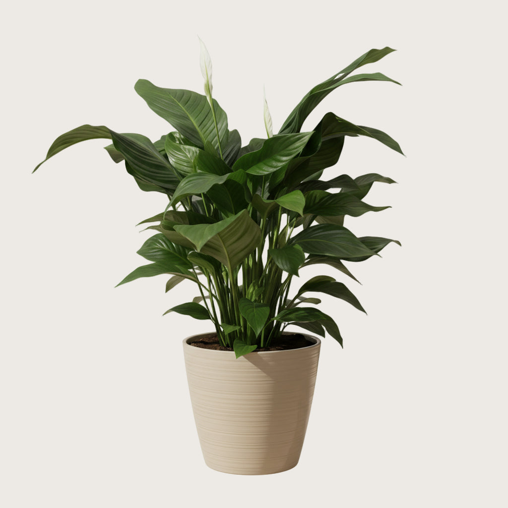 Lufterfrischende Schalfzimmerpflanze Friedenslilie SONVELIA