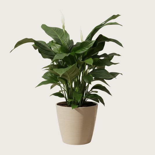 Lufterfrischende Schalfzimmerpflanze Friedenslilie SONVELIA