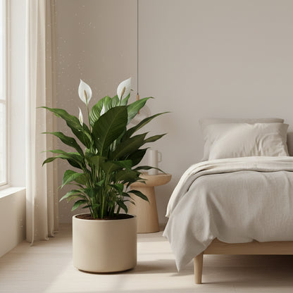 Lufterfrischende Schalfzimmerpflanze Friedenslilie SONVELIA