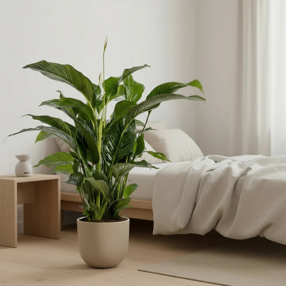 Schlafzimmer Pflanze SONVELIA Friedenslilie