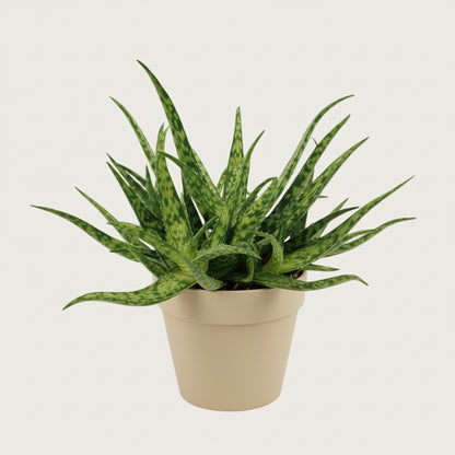 Sonvelia Aloe Vera Schlafzimmer Pflanze Sukkulente