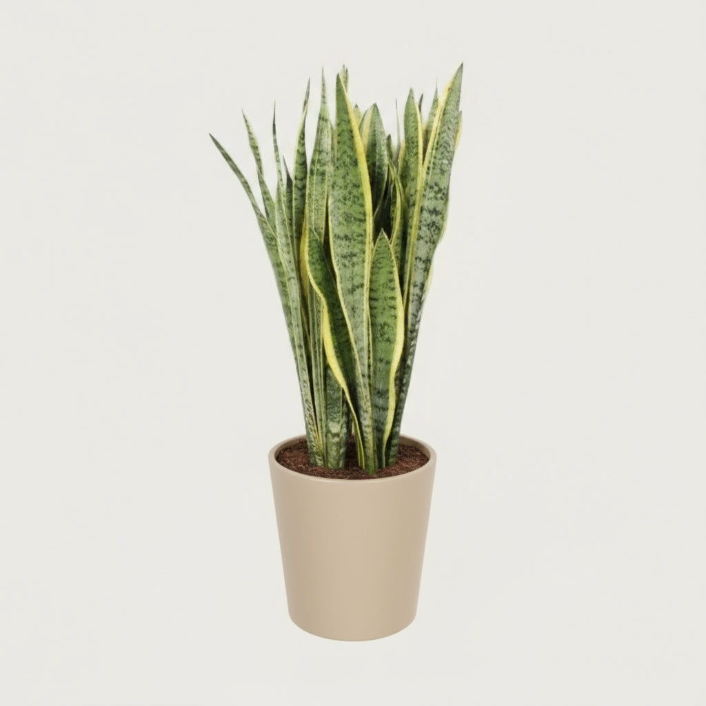 Luftreinigneder Bogenhanf (Sansevieria trifasciata Laurentii)  Ø 30 cm, Höhe 95 cm