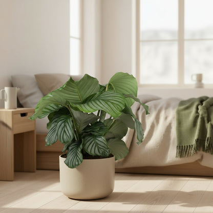 Calathea Orbifolia - luftreinigende Tropenpflanze mit eleganten, silbergrünen Blättern, Ø 21 cm, Höhe 70 cm