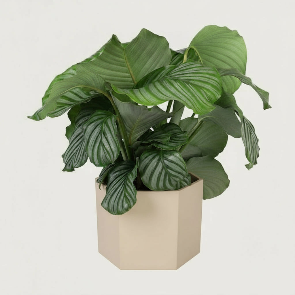 Calathea Orbifolia - luftreinigende Tropenpflanze mit eleganten, silbergrünen Blättern, Ø 21 cm, Höhe 70 cm